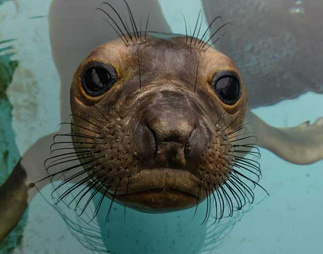 northern elephant seal Blair