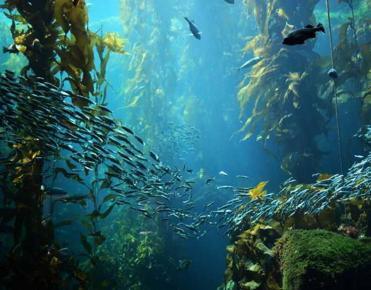 A healthy kelp forest with fish swimming.