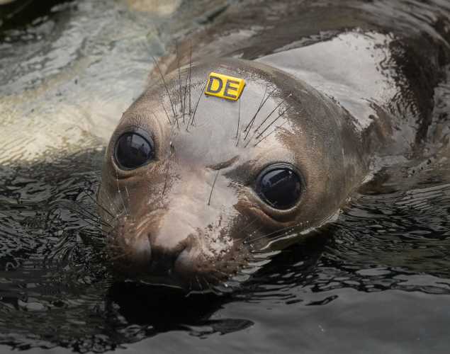 northern elephant seal Devilegg