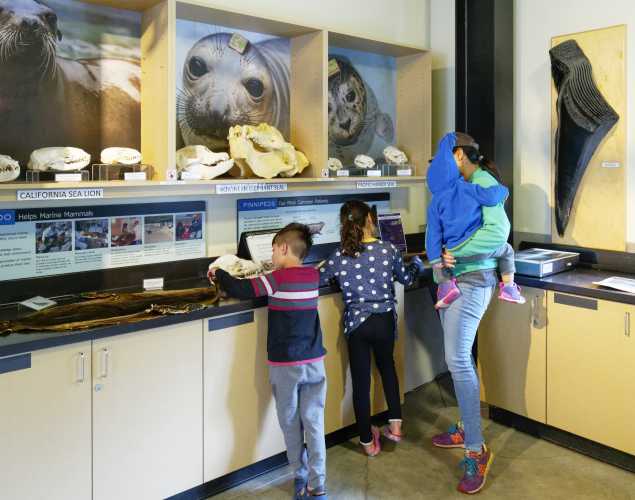A family visiting The Marine Mammal Center looks at marine science exhibits and holds an animal skull. 