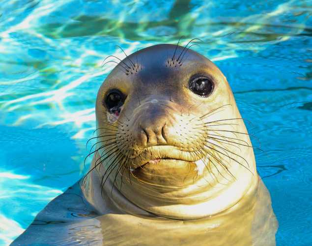 elephant seal Pavlova with a visible eye injury to left eye