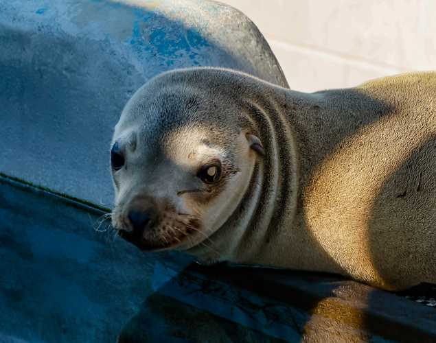 California sea lion Dionne