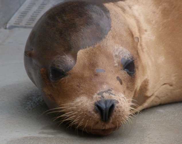 California sea lion Dapper