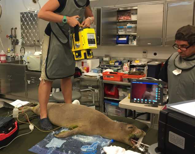 a veterinarian standing on an exam table holds the Vet Rocket above a monk seal