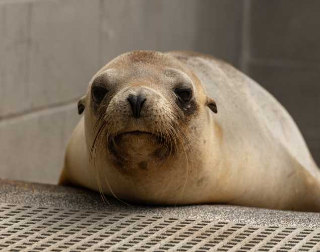 California sea lion Nata