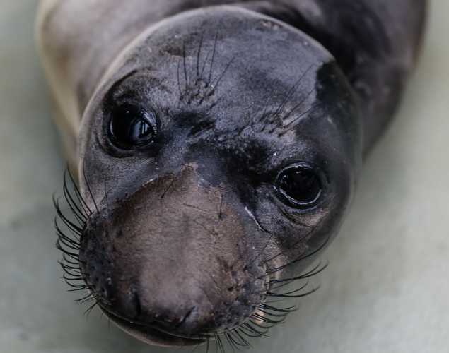 northern elephant seal Caruso