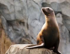 California sea lion on a rock