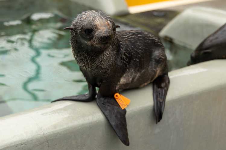 northern fur seal on the lip of a pool
