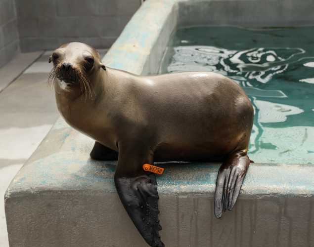 California sea lion Ruffles