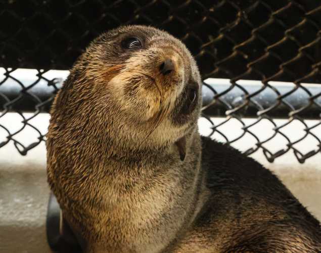 northern fur seal Punky