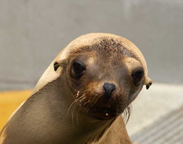 California sea lion Tuff