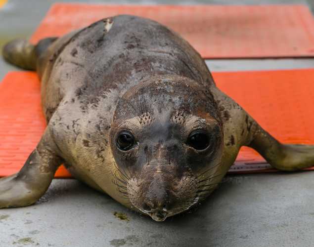 northern elephant seal Seavonte