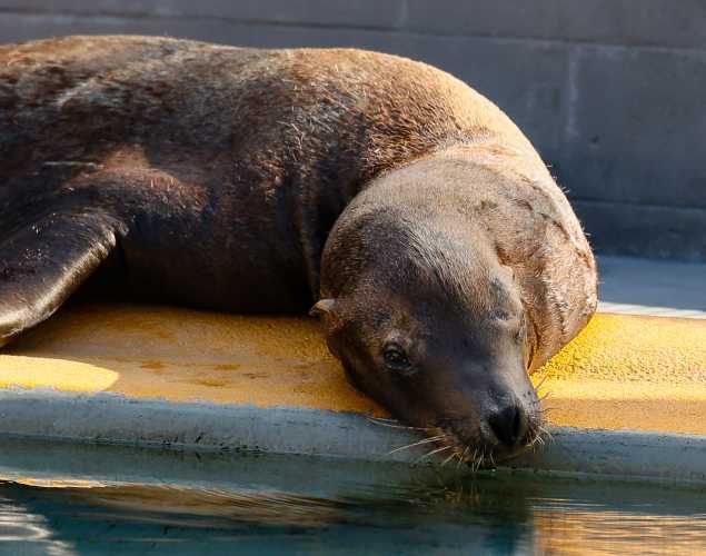 California sea lion Taleggio