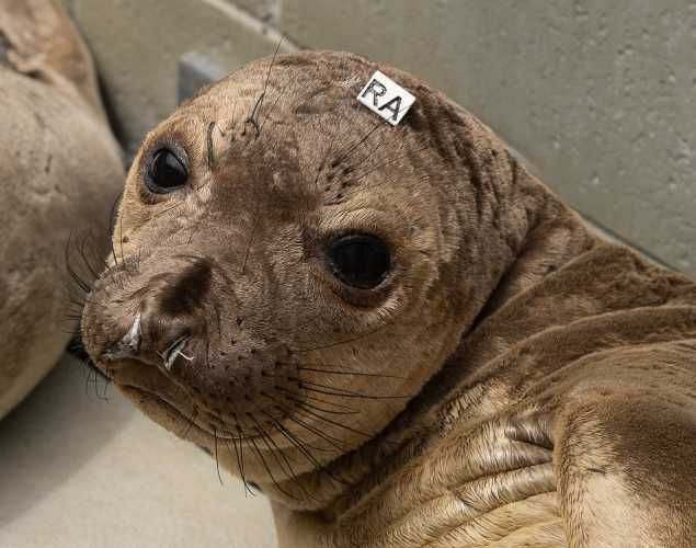 northern elephant seal Primo