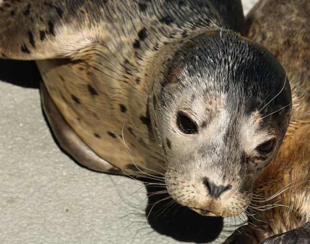 harbor seal Osborne