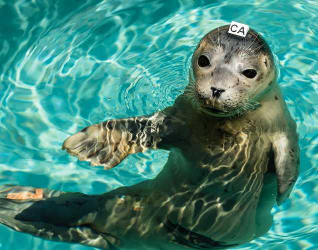 harbor seal Barnwood