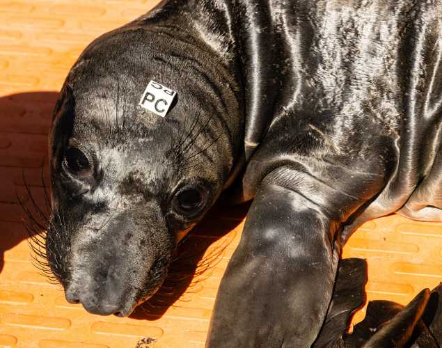 northern elephant seal Waddle