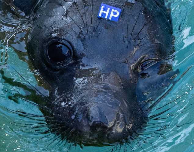 northern elephant seal Vienne