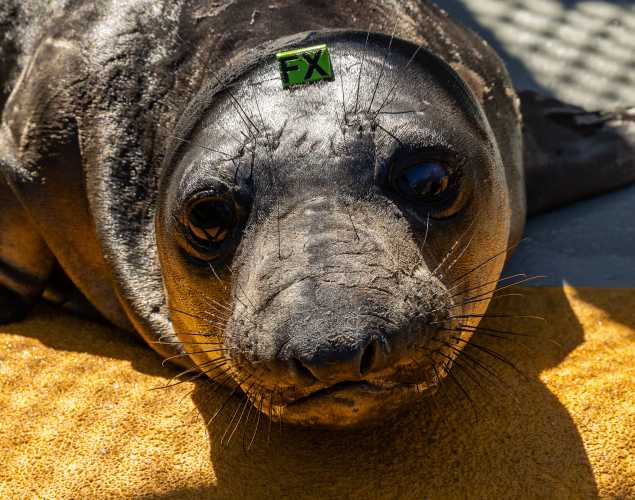 northern elephant seal Trexel