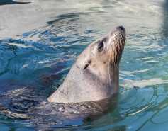 California sea lion Pammysue