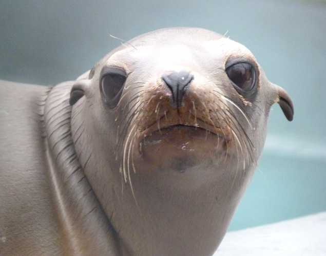 California sea lion Taper