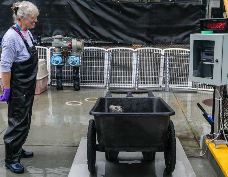 An animal care volunteer checks a harbor seal pup’s weight on a scale.