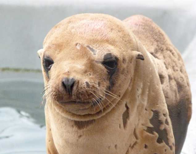 California sea lion Koolkat