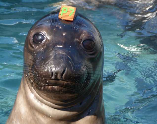 northern elephant seal Grayson