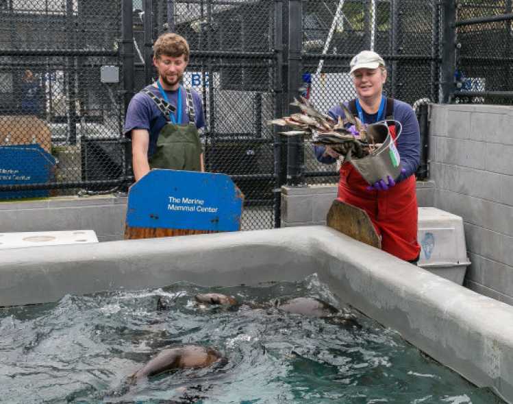 two volunteers throw fish into a pool of sea lion patients