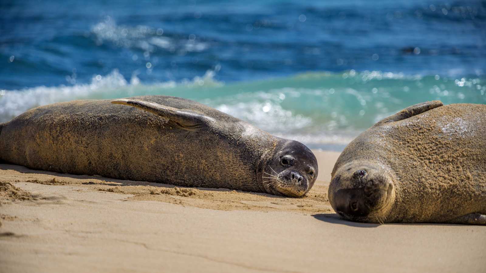 Two Hawaiian monk seals on a beach