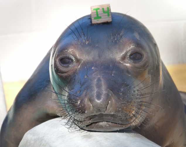 northern elephant seal Oreilly