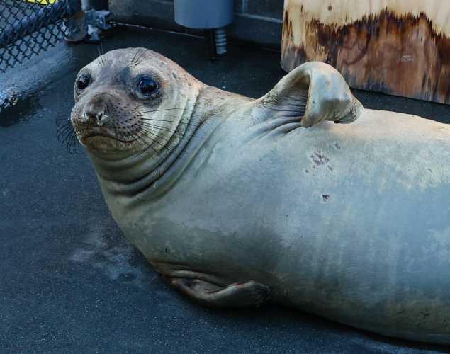 northern elephant seal Molly