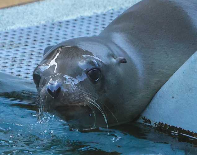 California sea lion Claudette