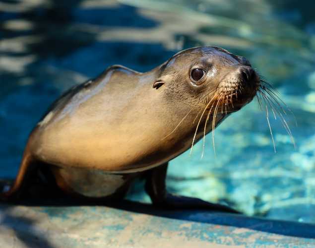 California sea lion