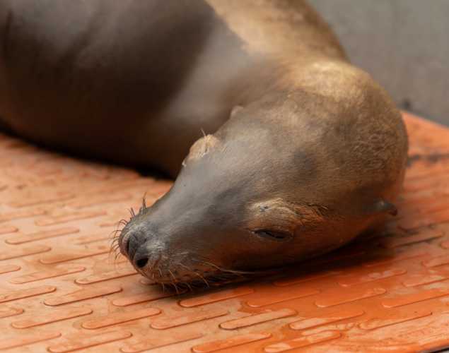 California sea lion Fidget