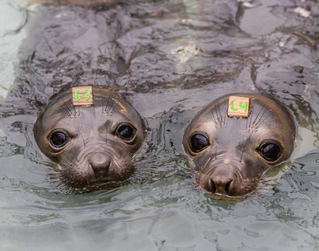 two elephant seal pups in a pool