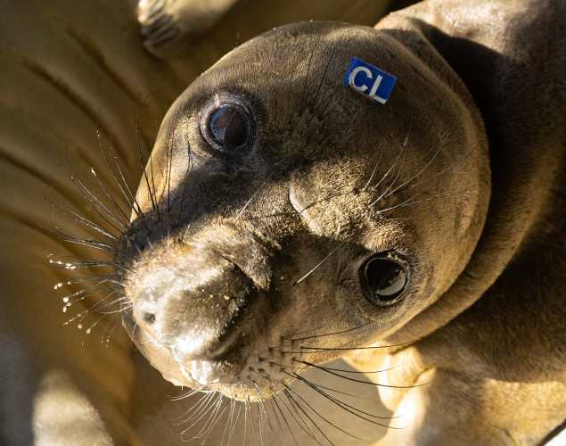 northern elephant seal Carlton