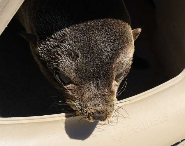 Guadalupe fur seal Romauldo