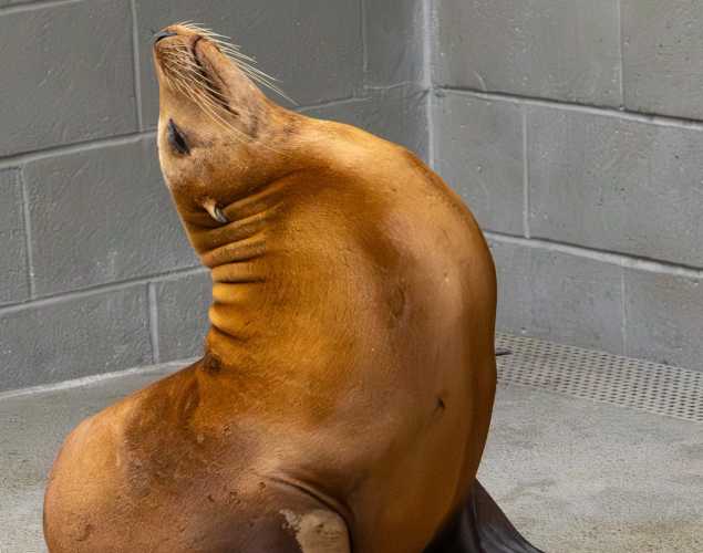 chastity california sea lion