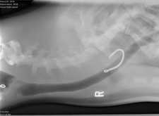 X-ray of monk seal RF28 showing a hook in the esophagus
