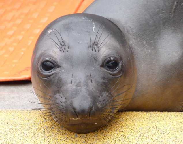 northern elephant seal Frisco