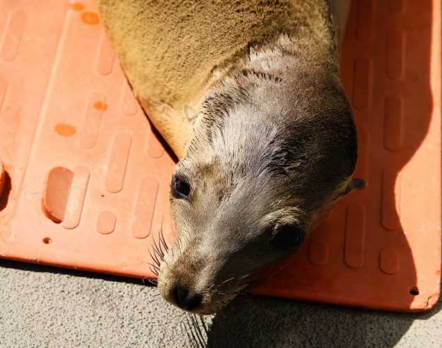 California sea lion Muscari