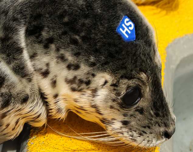 harbor seal Brie