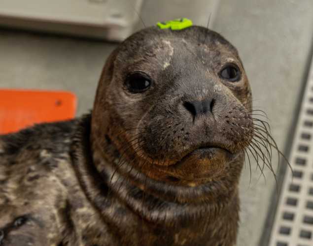 harbor seal Yodah