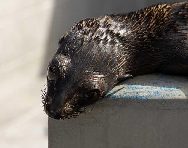 Guadalupe fur seal Vagabond