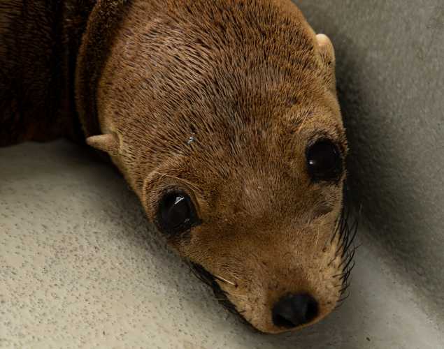 California sea lion Sailor