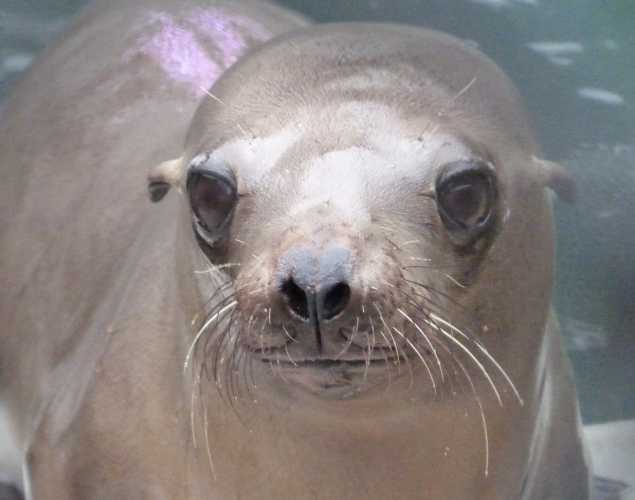 California sea lion Indybear