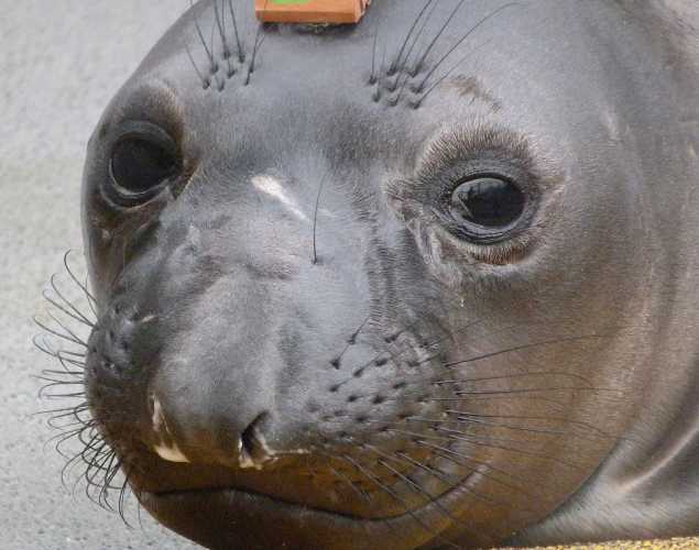 northern elephant seal Hamlet