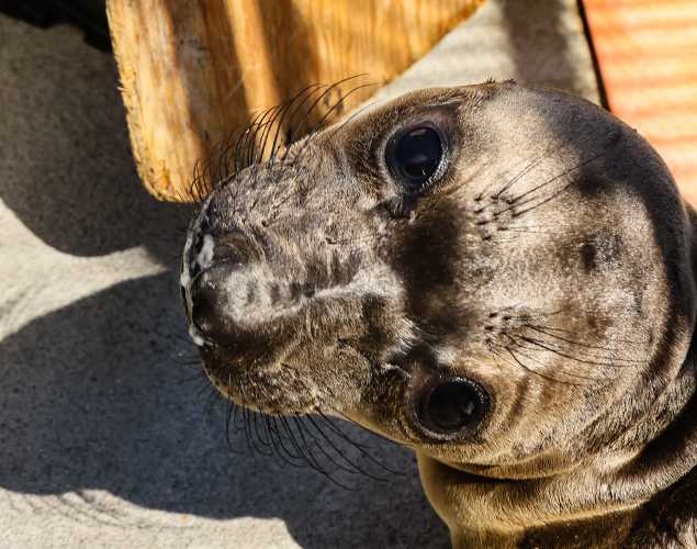 northern elephant seal Finch