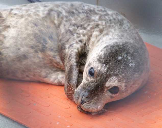 harbor seal Marin